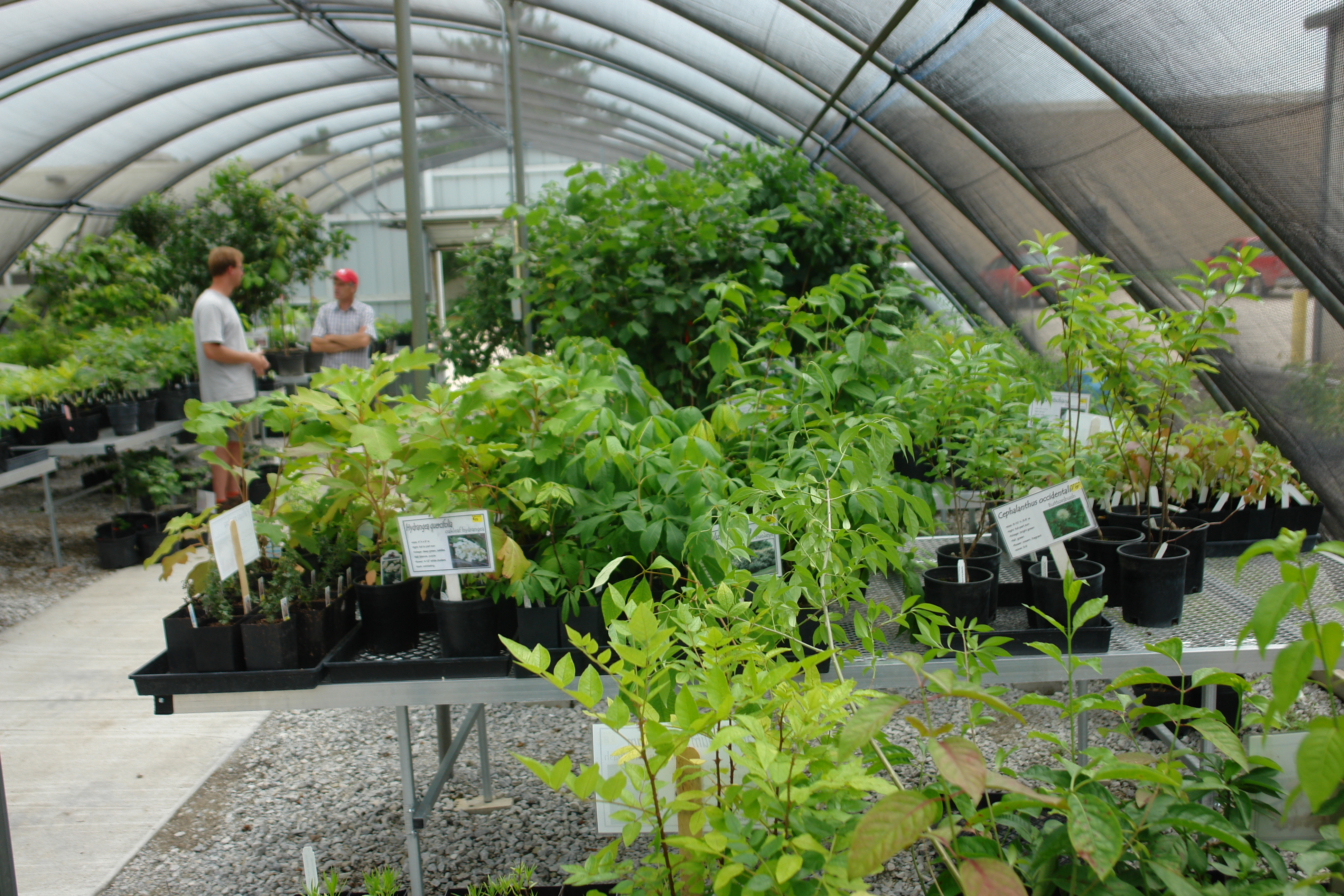 Arboretum Plant Sale