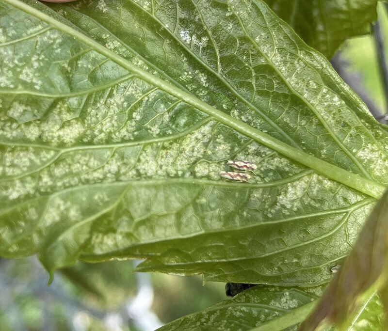 Codling moth before their egg hatches.