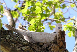 Ringed Turtle-Dove