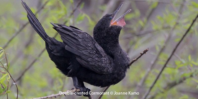 Double-crested Cormorant