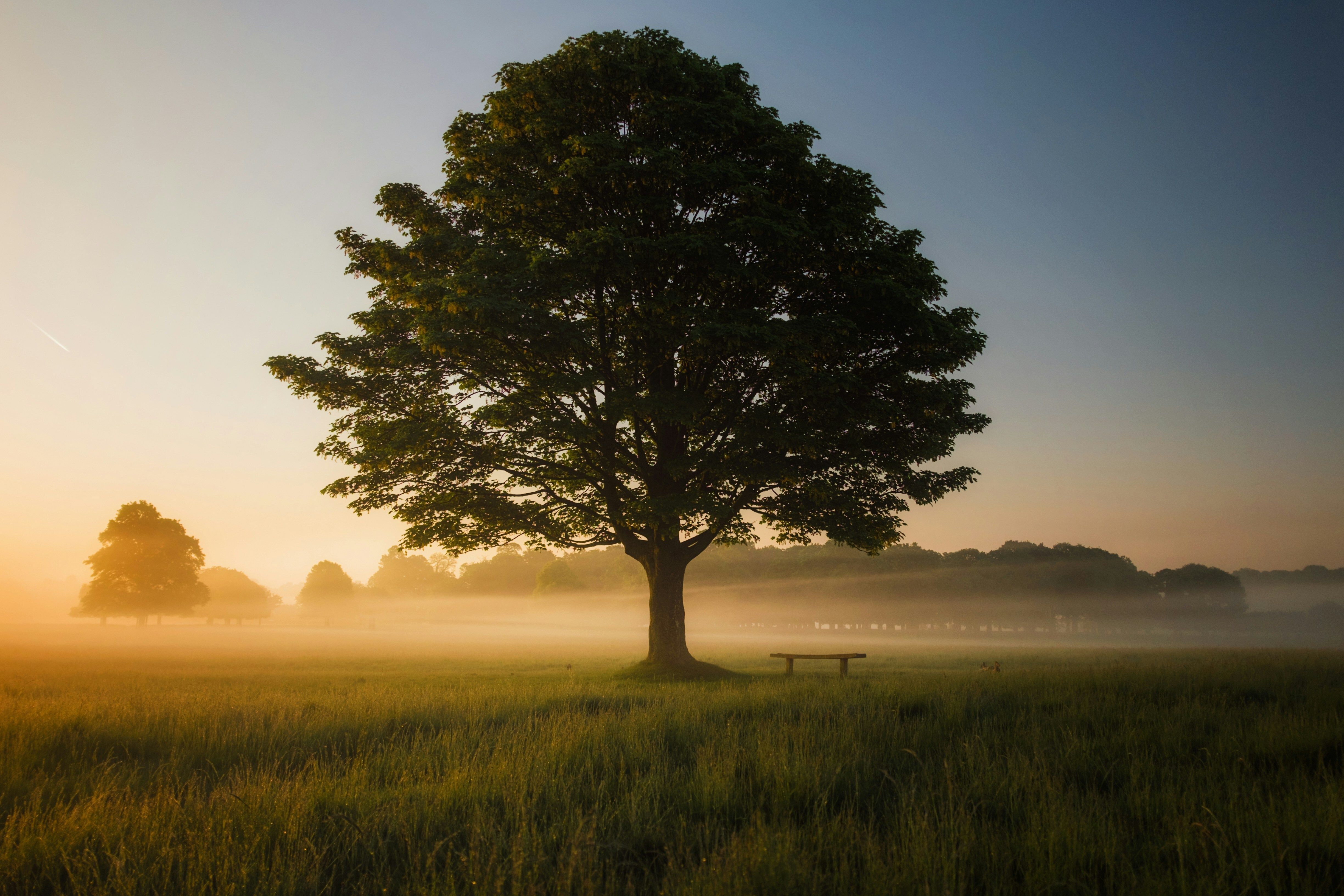  Kerrville Texas, Riverside Nature Center, NEd Talk, Tree care in a drought, droughts, texas droughts, Jack Zuber, Bartlett Tree Experts, side effects, stress