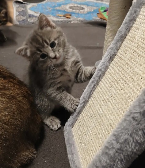 Margaret - ADOPTION PENDING