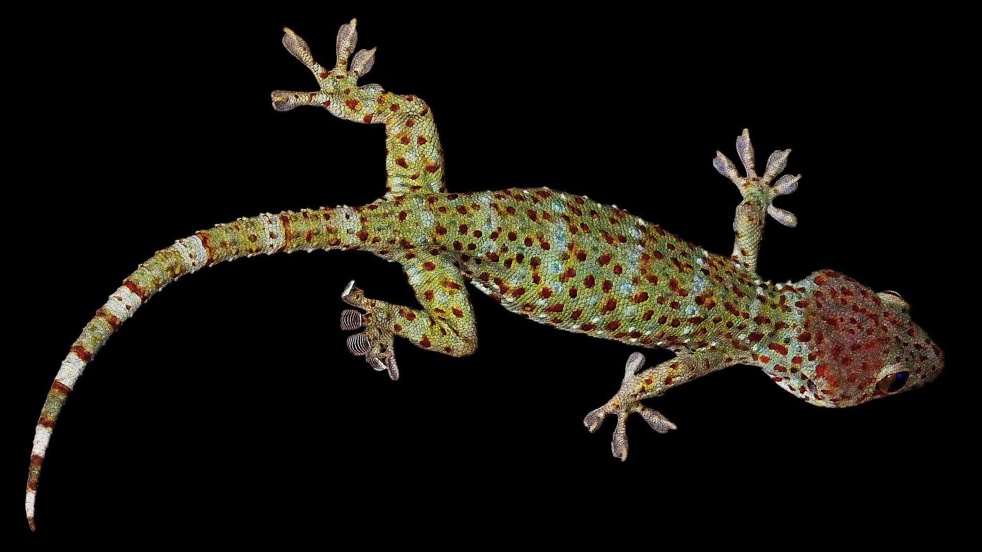 A new species of gecko has been found in Australia