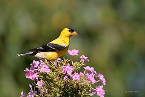 American Goldfinch (breeding plumage)