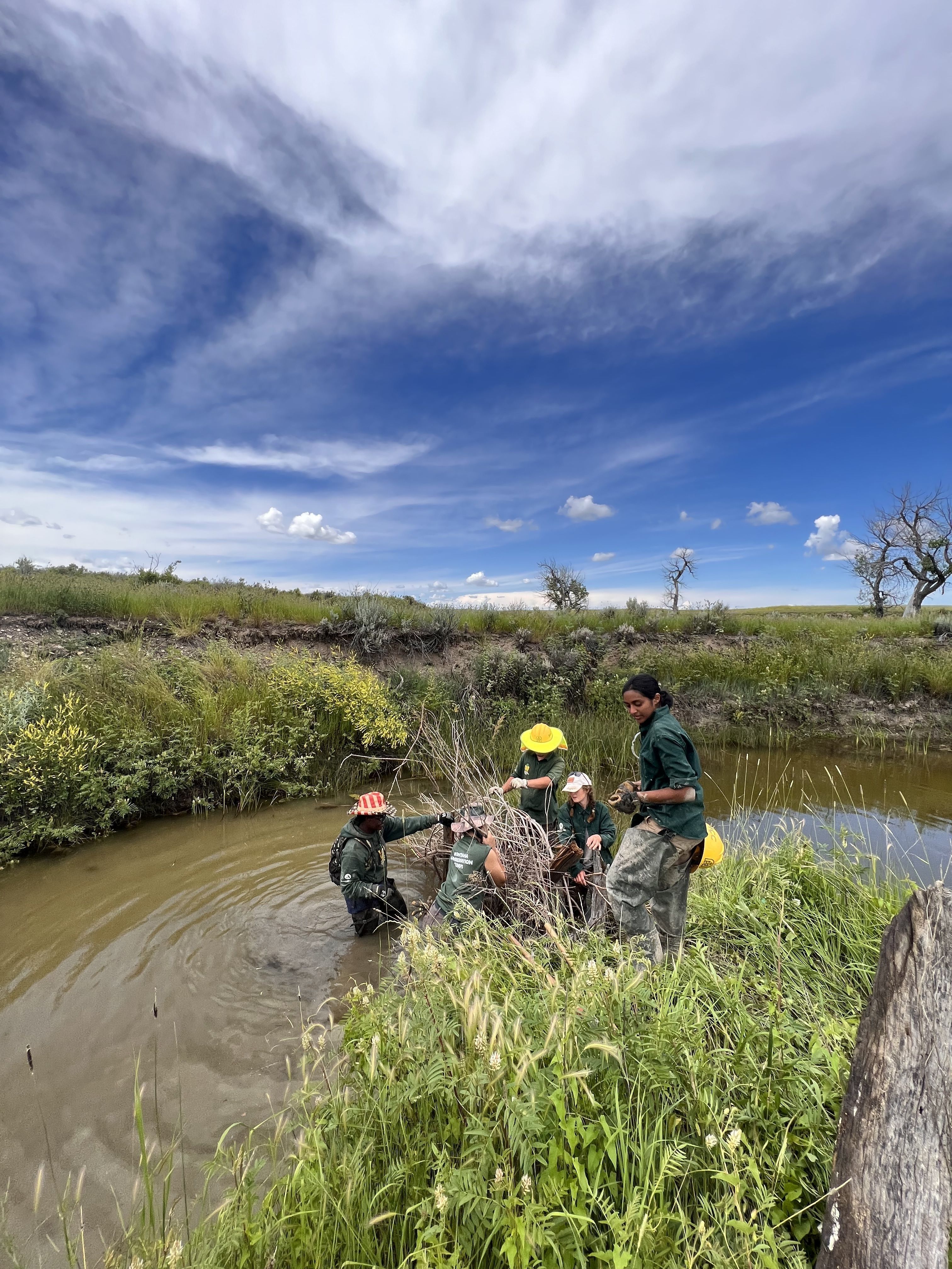 A crew builds a beaver dam analog in a small stream, under a bright blue sky.