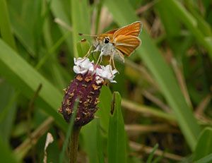 Texas Frog-fruit