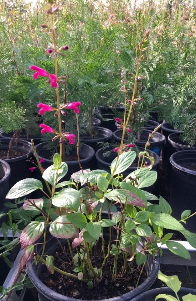 Next Native Plant Nursery sale is Saturday, May 6
