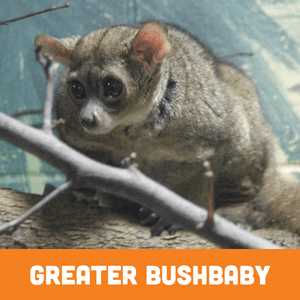 Greater Bushbaby