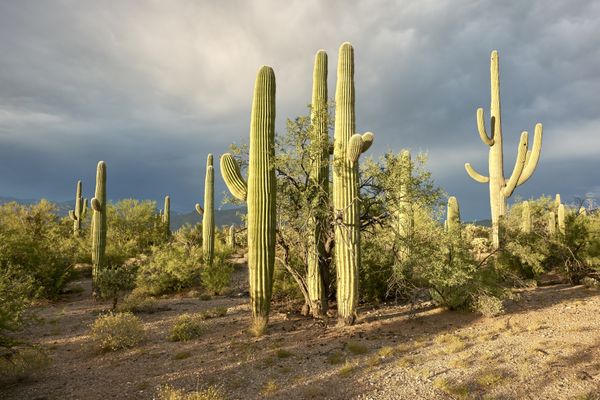 Spring Camp : Camps : Education : Phoenix Herpetological Society