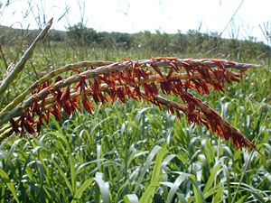 Eastern Gamagrass