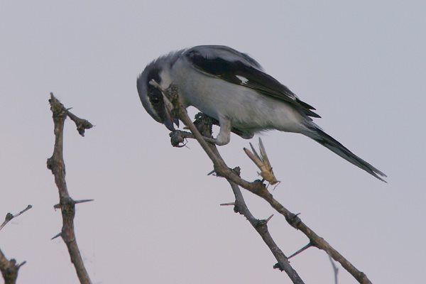 Loggerhead Shrike