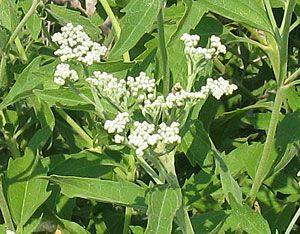 Late-flowering Boneset