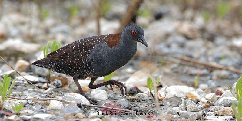 Black Rail