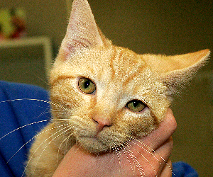 OPIE