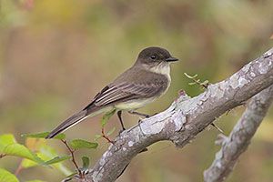 Beak of the Week: Eastern Phoebe