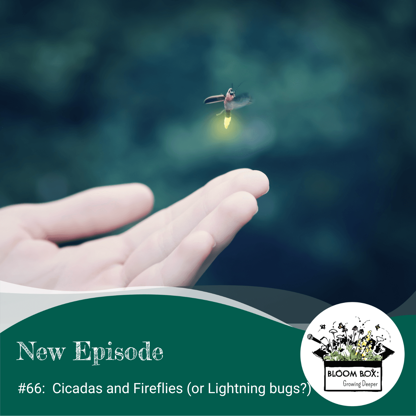 Episode 66: Cicadas & Fireflies