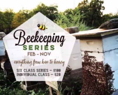 Beekeeping Series: Hive Inspection & Maintenance