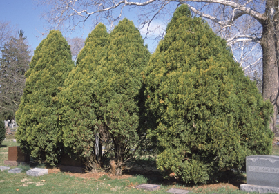 Eastern White Cedar - Pack of 5 Seedlings (12"-18")