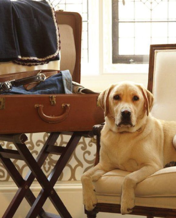 Travel Tips for Finding Pet Friendly Hotels