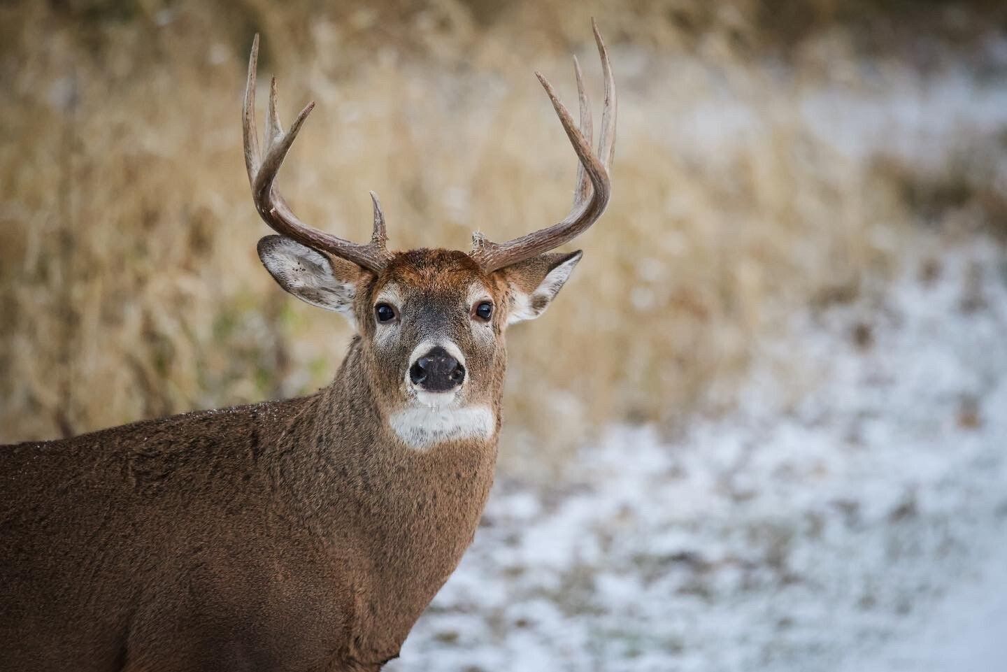 Ohio Hunters Harvest nearly 27,000 Deer on Opening Day of Gun Season