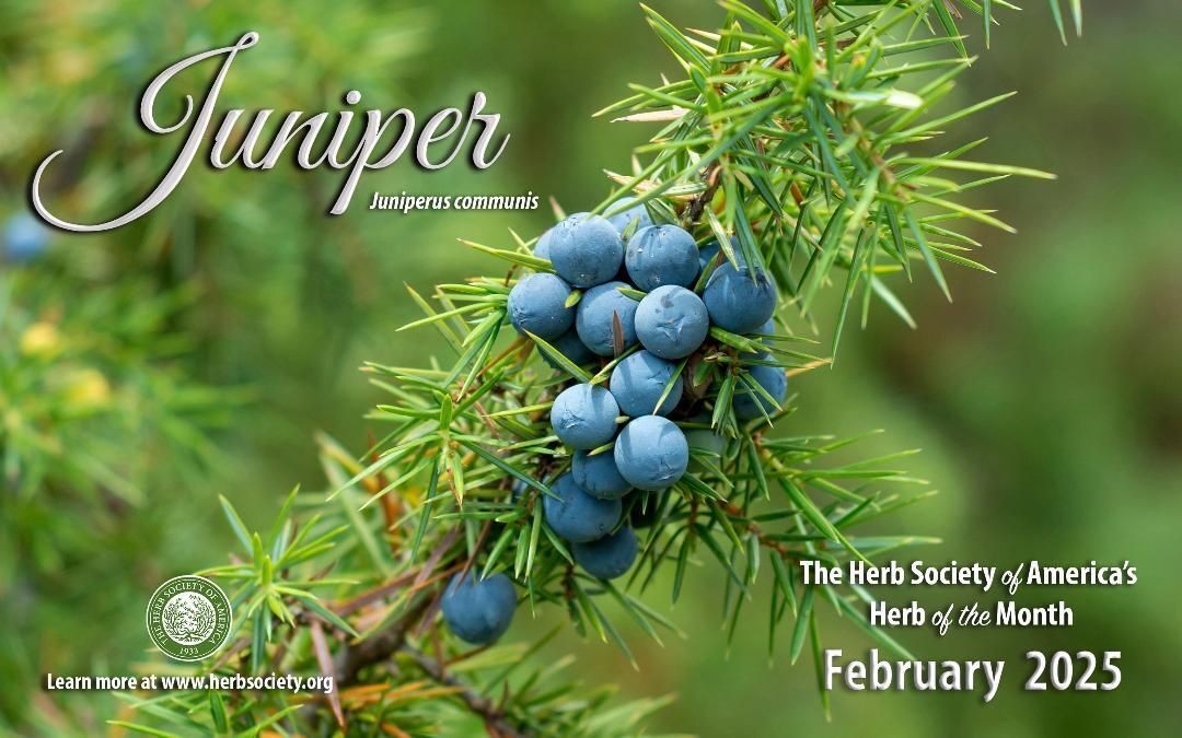 February Juniper