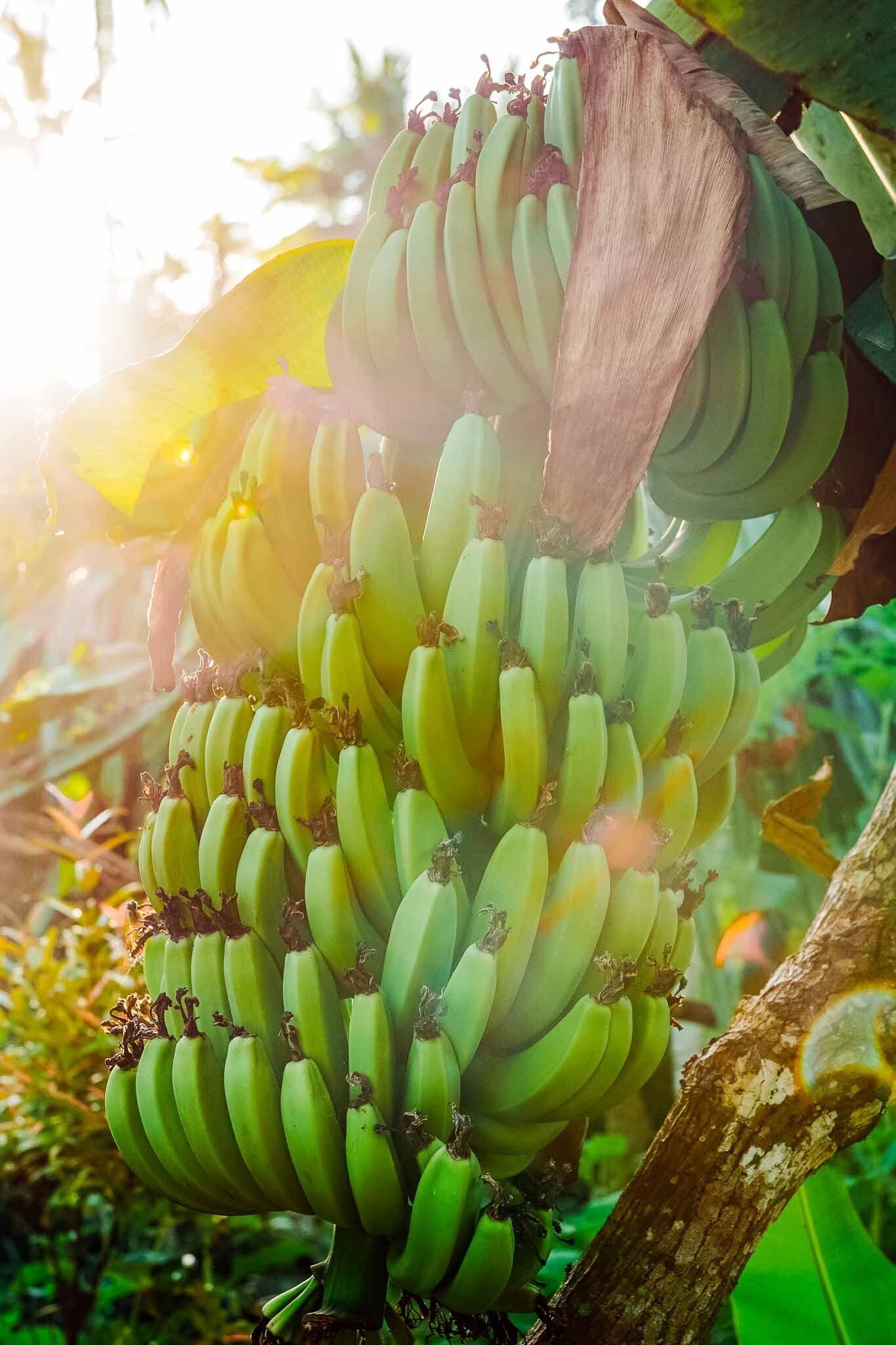 This Crop is Bananas - Charles Jose