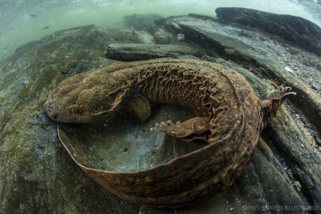 Hellbender underwater on top of rocks