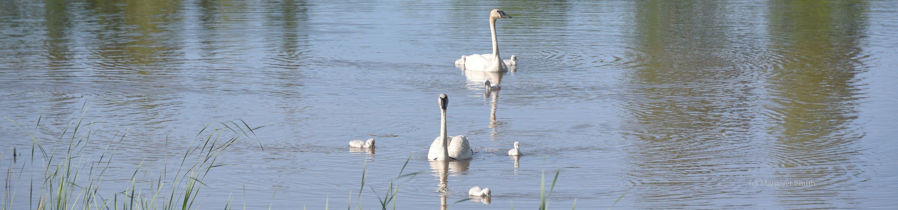 There is lots to learn about Trumpeter Swans in our Publications and Papers section