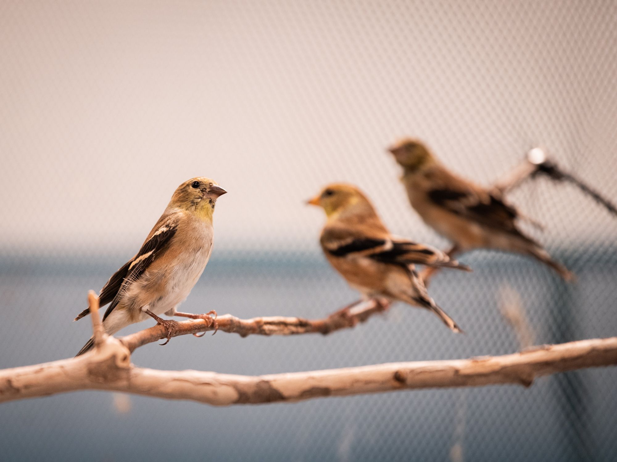 Your support ensures hundreds of orphaned & injured raccoons return to the wild every year.