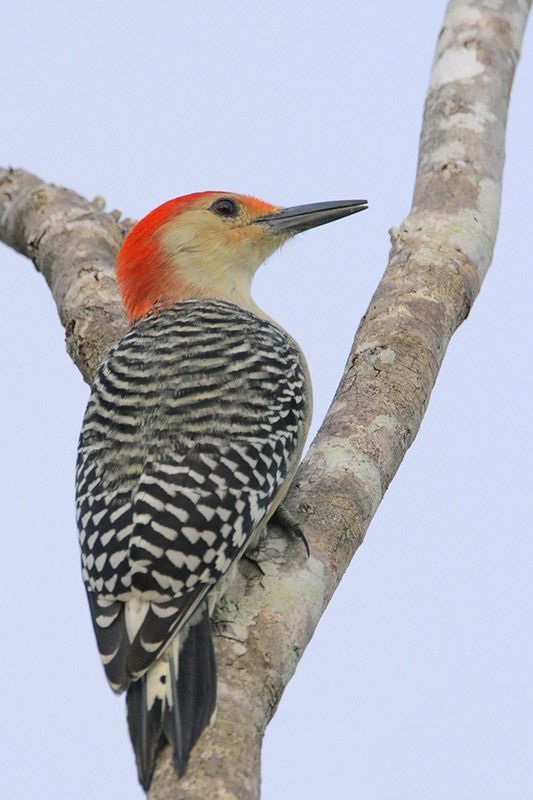 Red-bellied Woodpecker