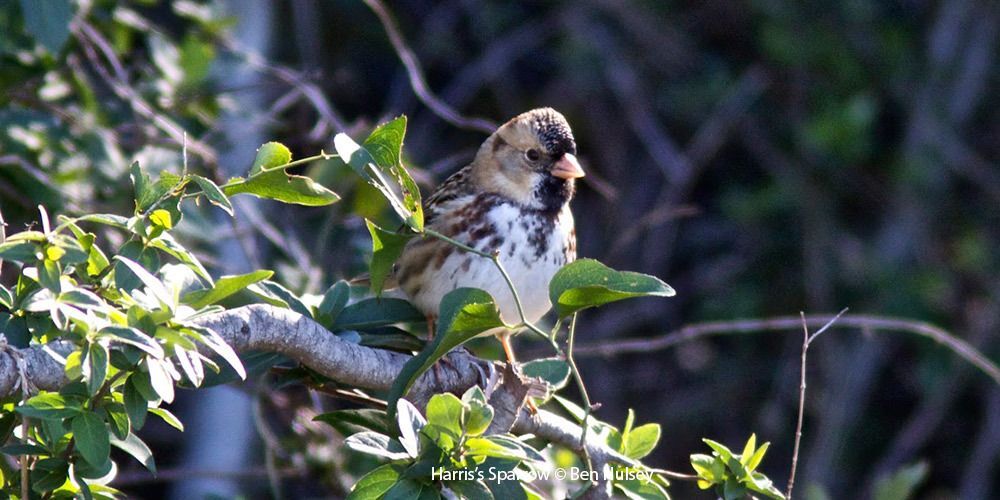 Harris's Sparrow