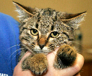 Meet Lexi!