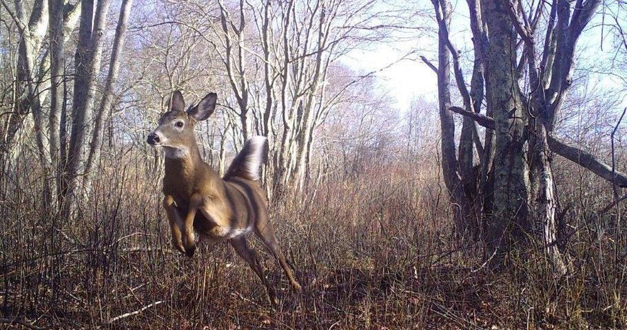 Cameras and Wildlife Monitoring at Audubon