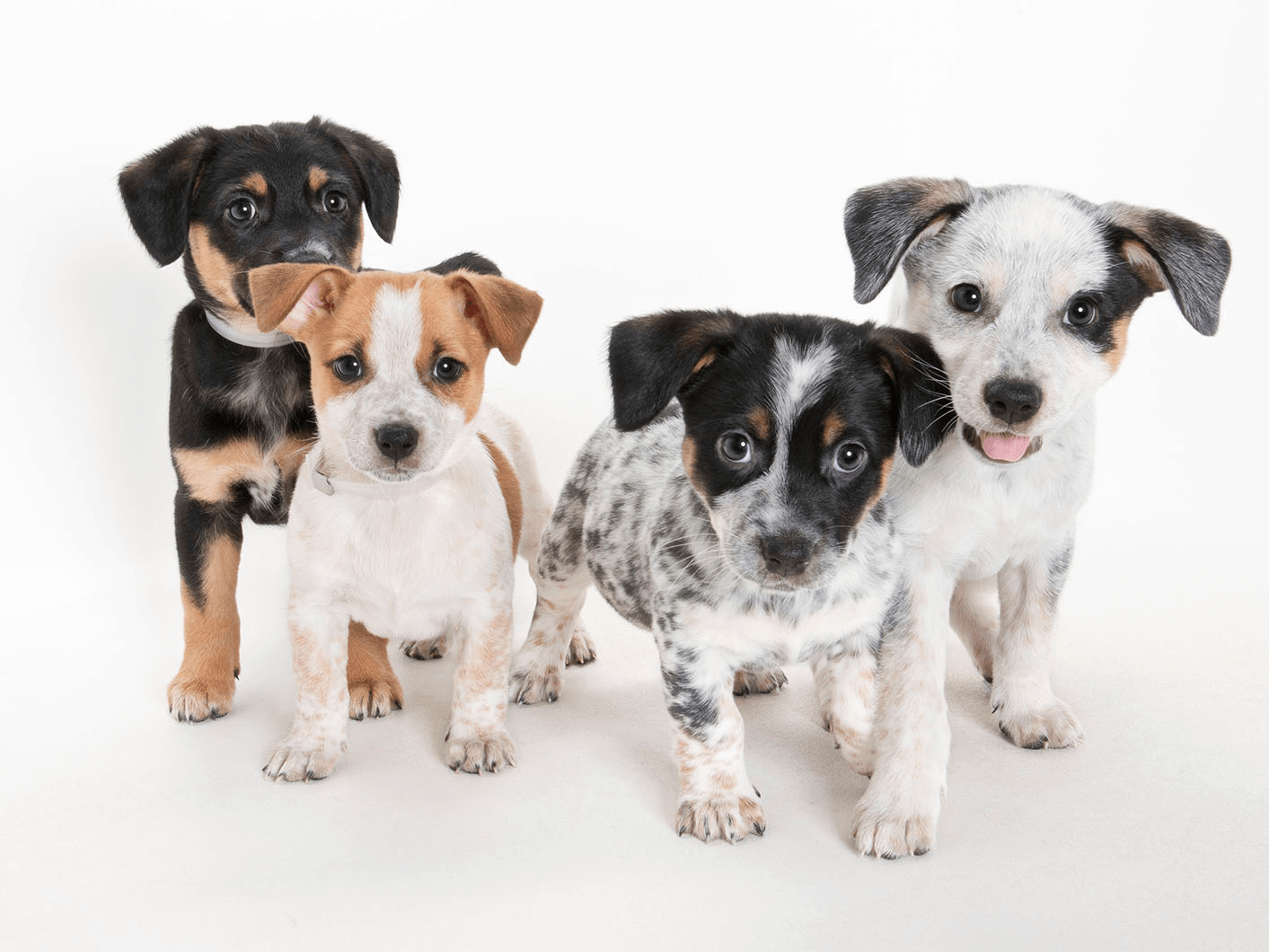 Adoptable Pets at SPCA Monterey County