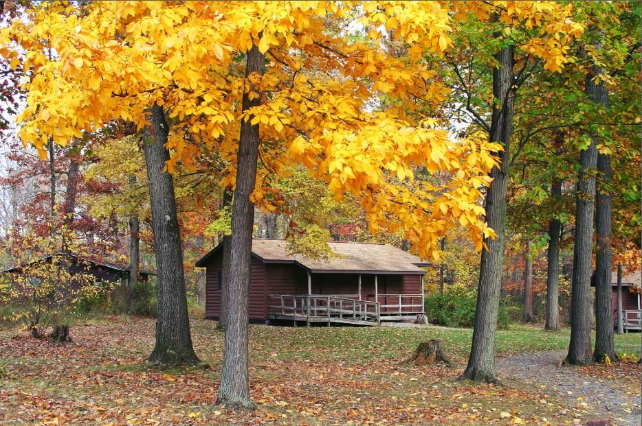 Cabin Red Pine Fall