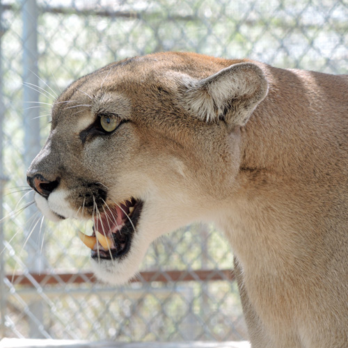 Pecos Mountain Lion Southwest Wildlife Scottsdale Arizona