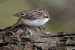 Brown Creeper