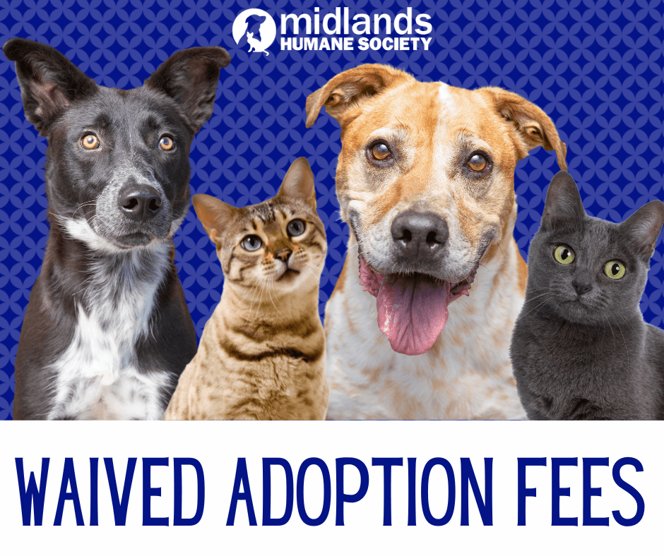 WAIVED ADOPTIONS THROUGH JULY 31