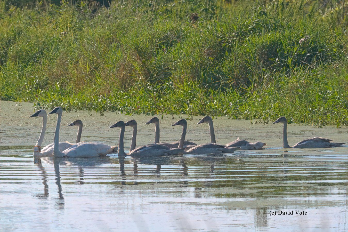 Iowa swan family of GPS swan 4C