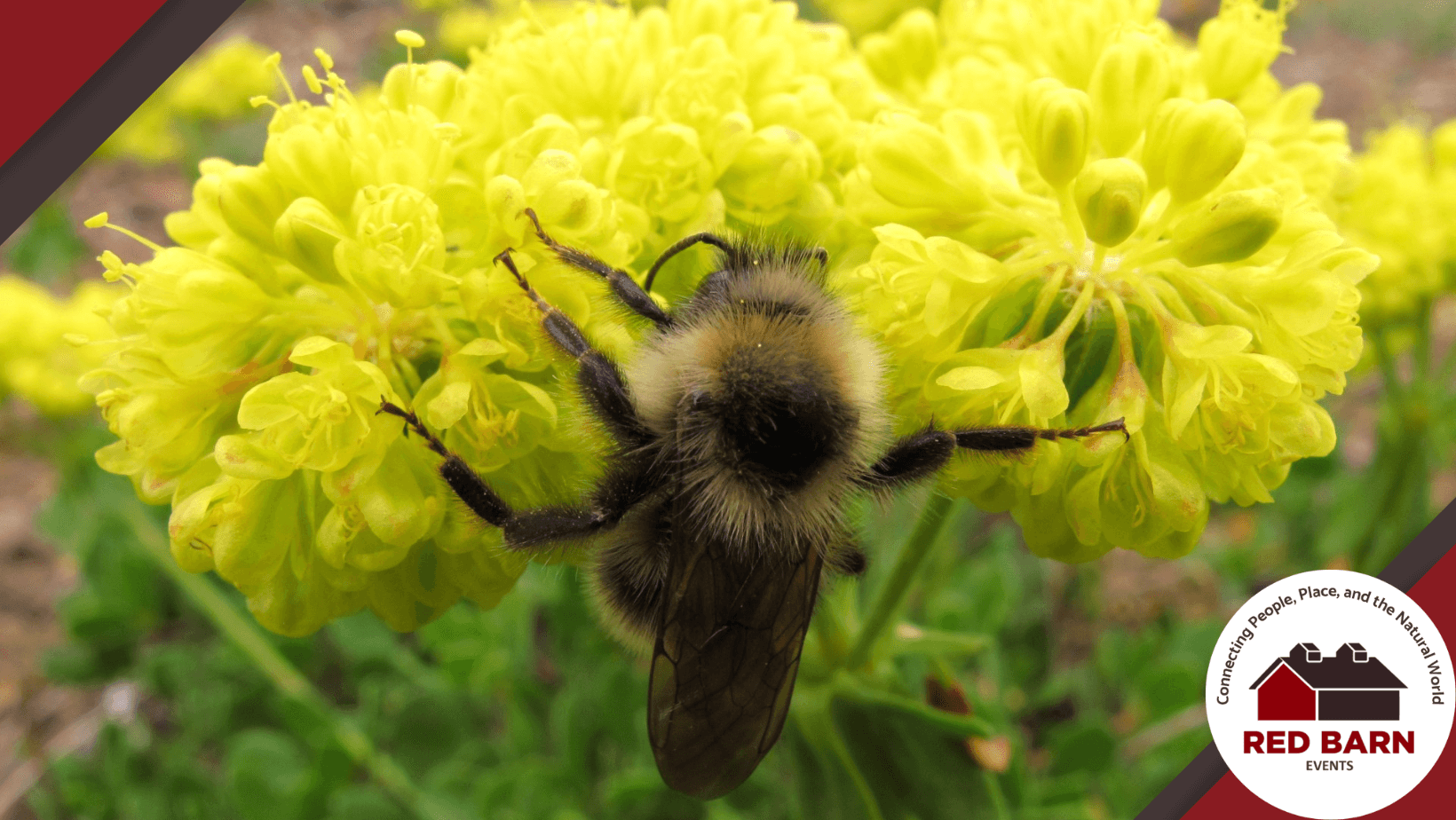 The image shows a bee on a yellow flower.