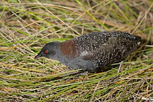 Beak of the Week: Black Rail