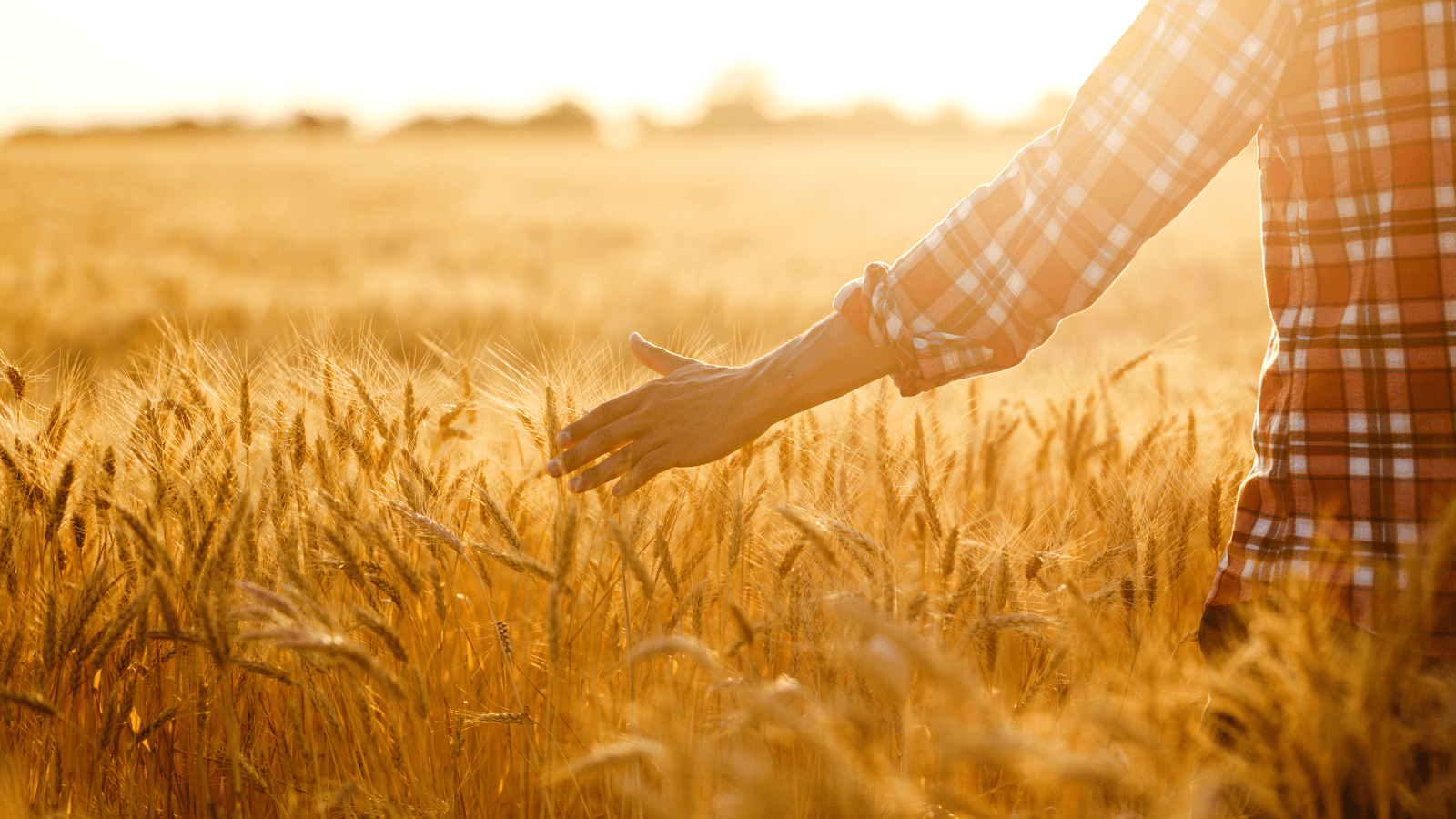 Farmer walking through wheat field