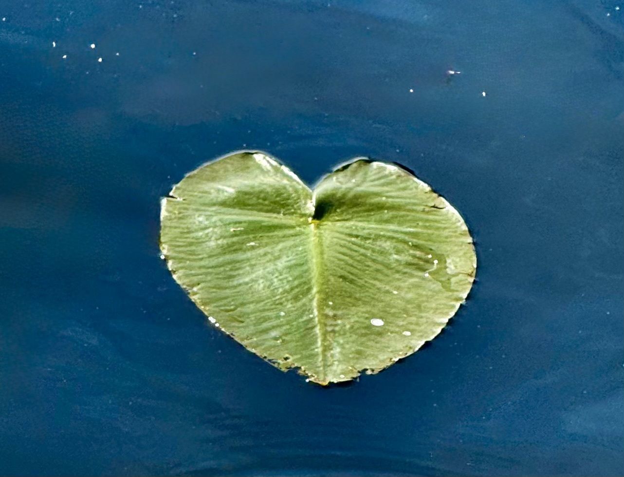 Floating heart by R. Scherf