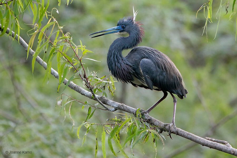 Tricolored Heron