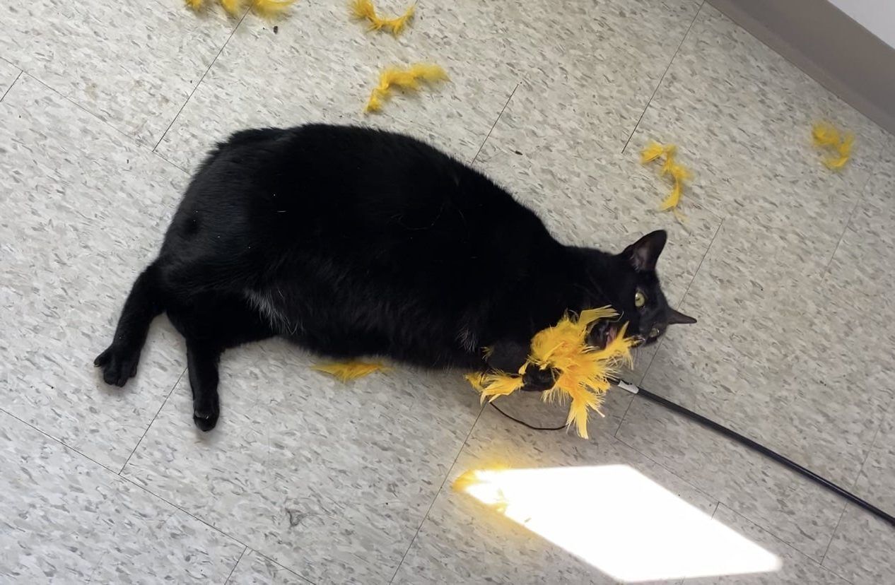 Blair the black cat playing with a yellow feather toy.