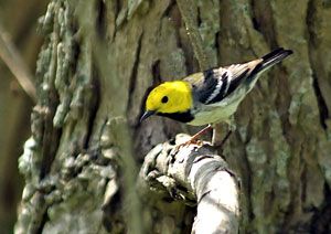 Hermit Warbler