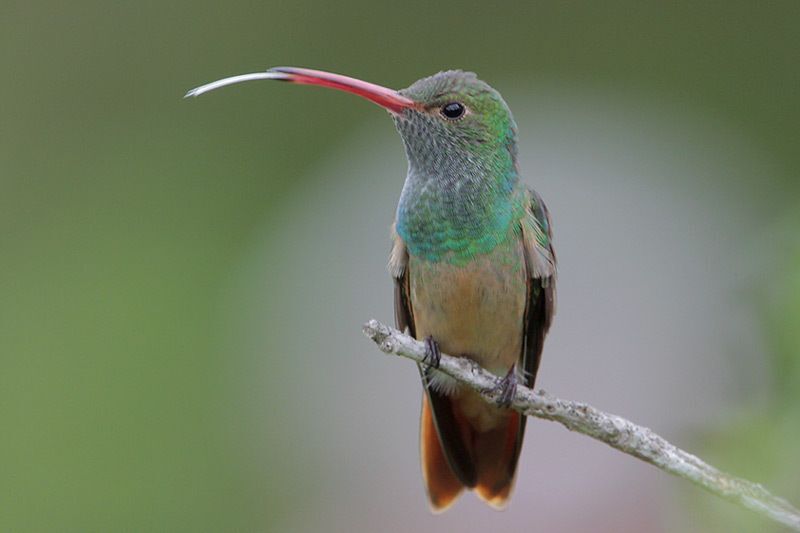 Buff-bellied Hummingbird