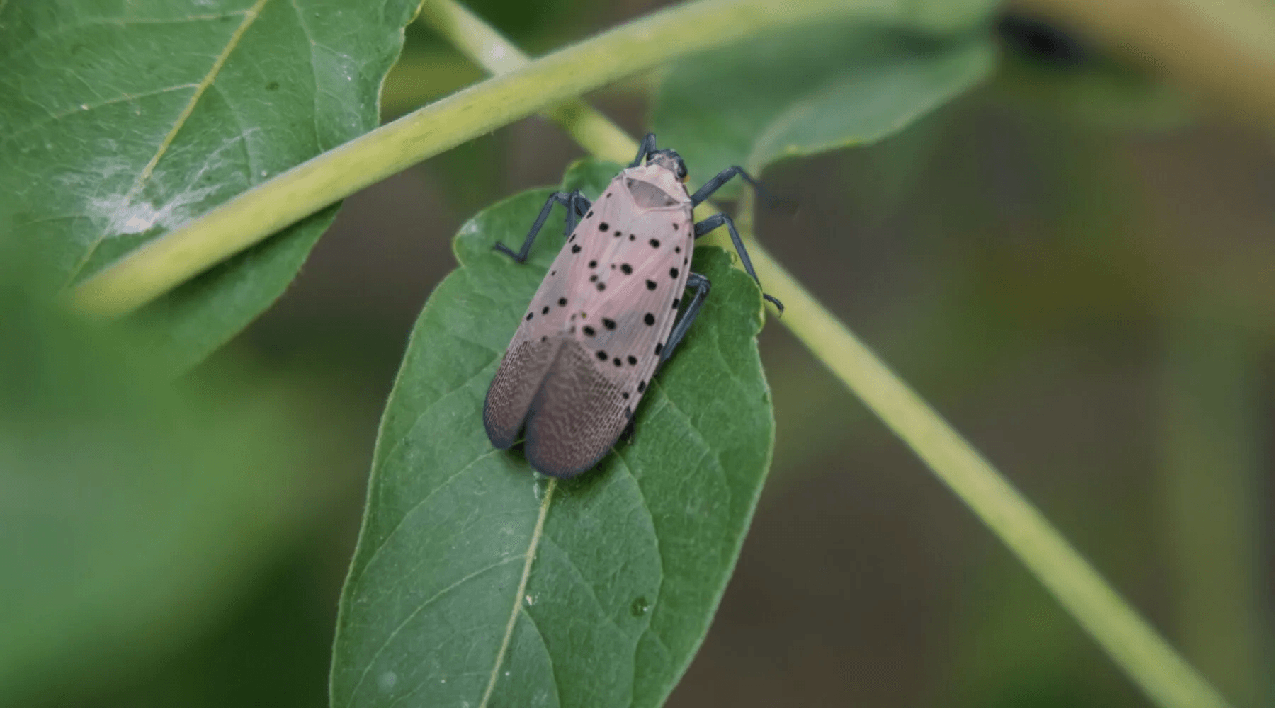ODA Issues Statewide Quarantine to Combat Spotted Lanternfly