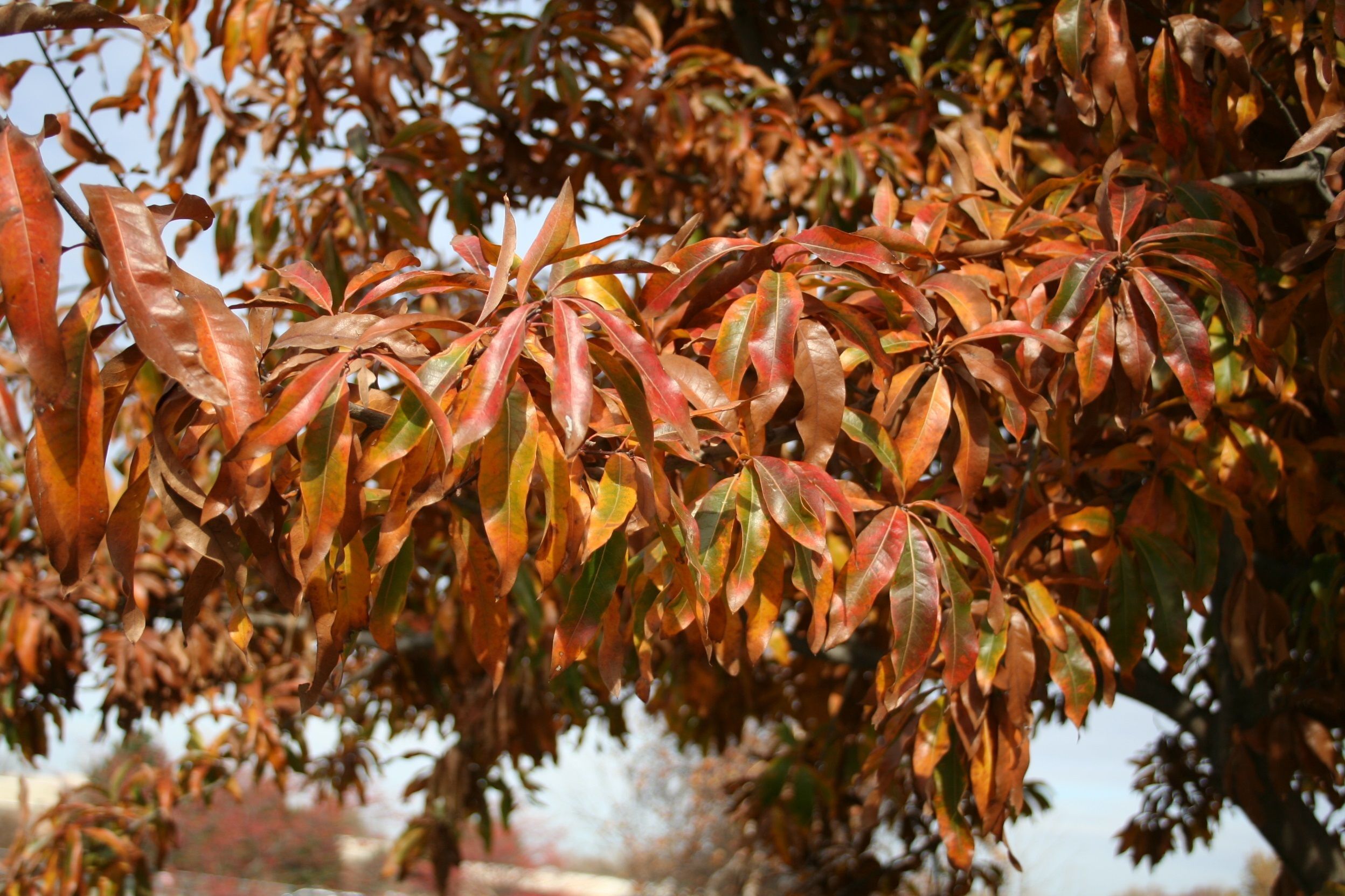 Shingle oak leaves in the fall 