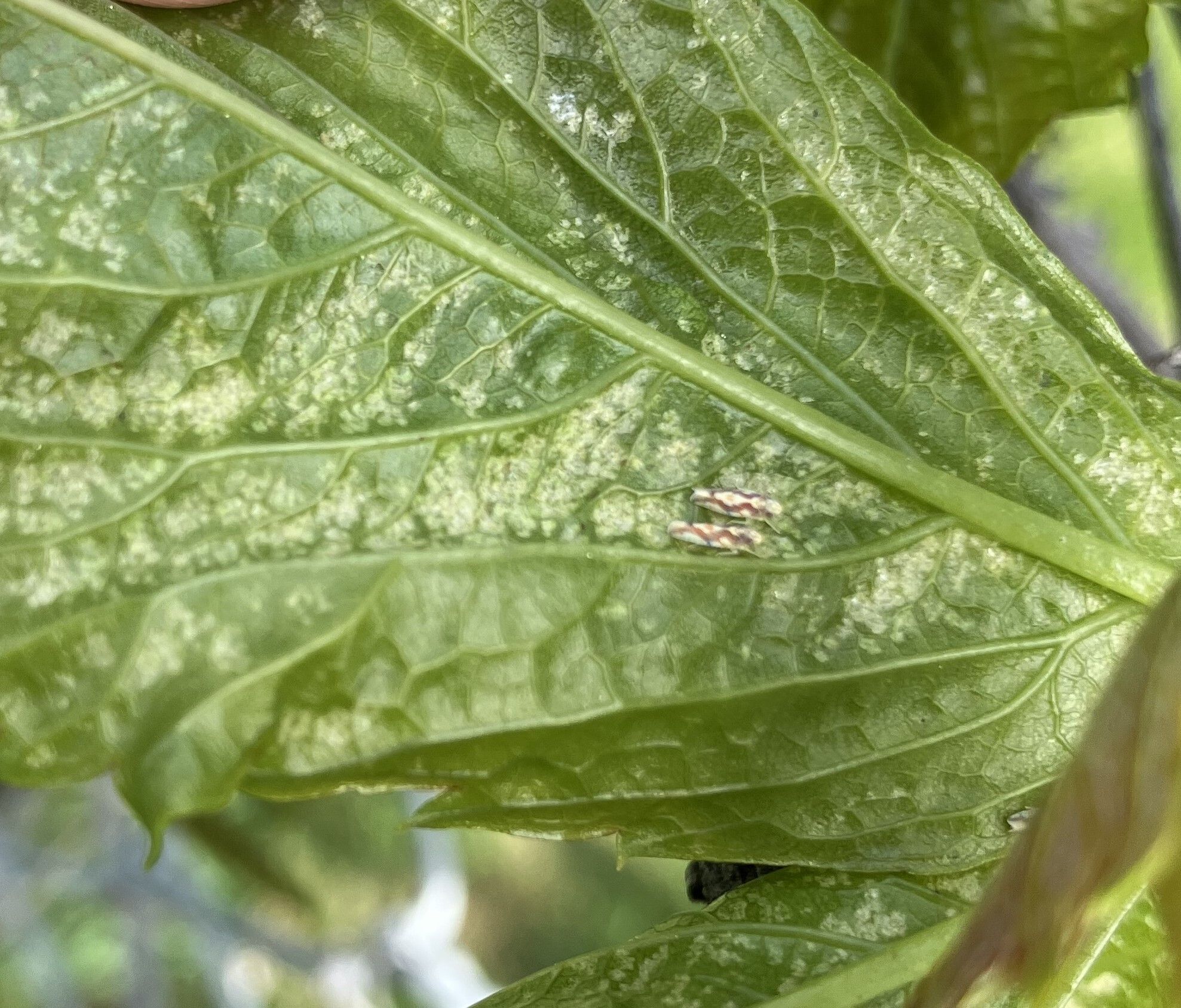 May 12, 2026 Missoula County Pest Alert Message